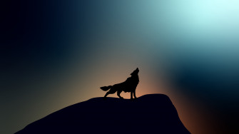 Wolf Howling 4k Laptop Full HD 1080p Wallpaper Image