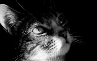 Black And White Cat