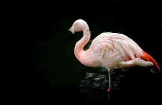 Flamingo Computer Wallpaper Desktop Background Id
