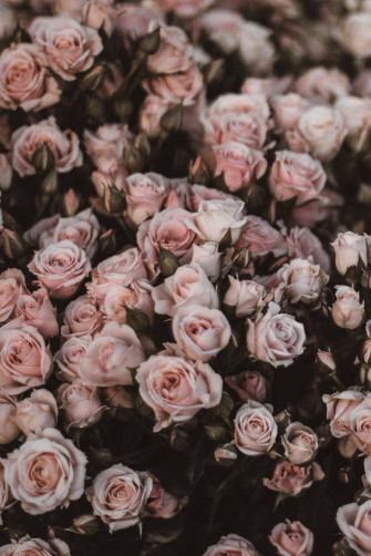 Rose iPhone Wallpaper