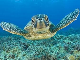 Green Turtle Maui Hawaii My Two Favorites Honu