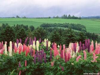 Japanese Nature Wallpaper Most Beautiful Places In