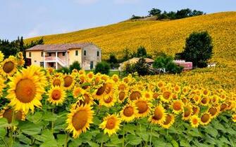 Italy Sunflowers Field Wallpaper