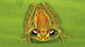 Frog HD Wallpaper High Quality