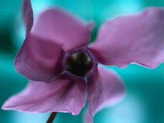 Wallpaper Pc Computer Purple Flower