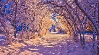 Snow Christmas Sidewalk Roads Lights White Trees Wallpaper Background