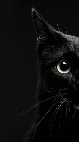 Cat iPhone Background Wallpaper