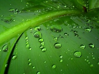 Water Drops