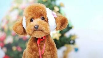 Best Poodle Wallpaper 1950s