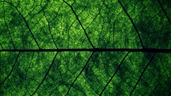 Leaves Macro Wallpaper