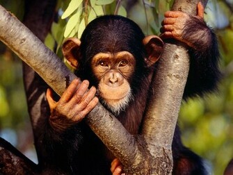 Chimpanzee Wallpaper