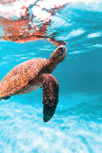 Turtle Sea Wallpaper