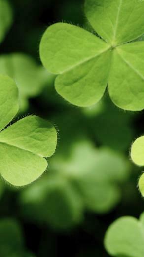 Tr Bol De La Planta Verde Wallpaper Sc Android