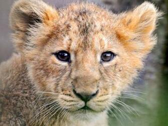 Lion Cubs Wallpaper