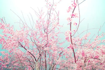 Theme Blossom