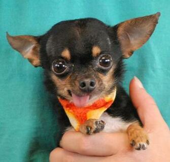 Free Download Pictures Chihuahuas Teacup For Sale Para Aque Black