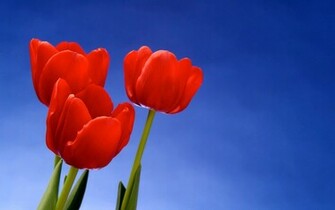 Red Tulip Trio Wallpaper