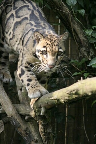 Clouded Leopard Photos Wallpaper The Fun Bank