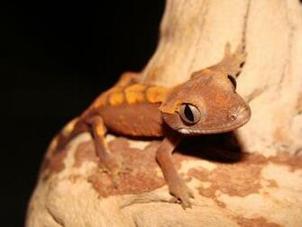 Crested Gecko Wallpaper