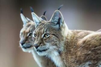 Eurasian Lynx Wallpaper