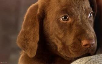 Pictures Chocolate Labrador Puppy Pixel Size Octets