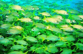 Life Underwater Wallpaper