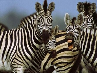 Zebra Wallpaper Desktopwallpaper Desktop Background