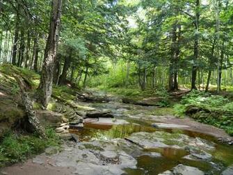 Trout Stream Wallpaper Streams Meander