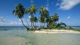 Palm Trees Wallpaper Belize