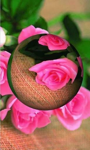 Bigger 3d Rose Live Wallpaper For Android Screenshot