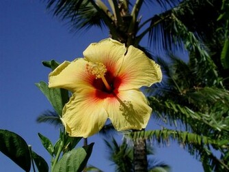 Hibiscus Flowers Wallpaper