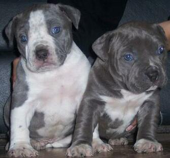 Pit Bull Puppy Pictures HD Wallpaper And