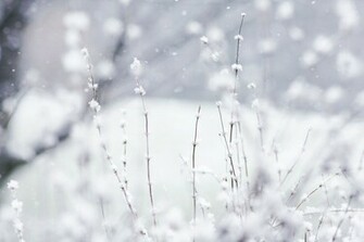 Fresh And Addorable Winter Wallpaper