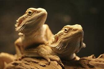 Bearded Dragons Mating