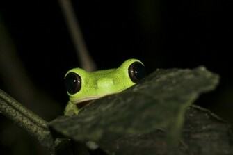 Funny Frogs HD Wallpaper Pictures Image
