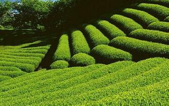 Farm Scenery