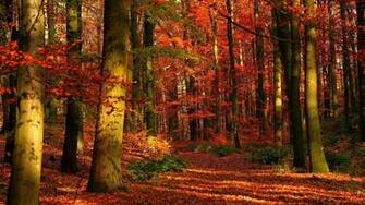 Fall Wallpaper