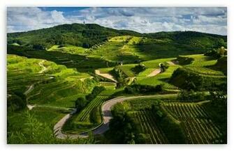 Vineyards HD Desktop Wallpaper High Definition Fullscreen Mobile