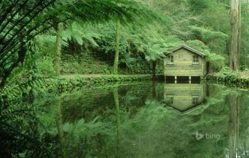 Wallpaper Forest Trees Lake Thickets Victoria Australia