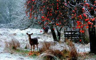 Snowflakes Berries Trees Forest Christmas Seasons Wallpaper Background