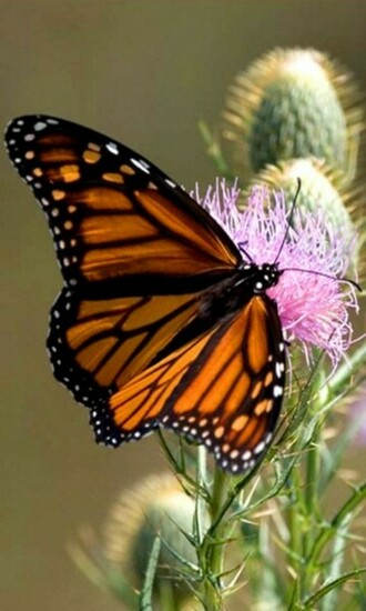 Butterfly Wallpaper Screensaver Pre Id