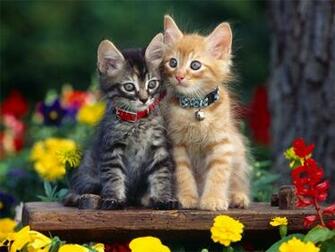 The Wallpaper Background Kitten