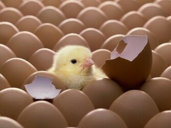Cute Easter Chicks Wallpaper Cool Christian
