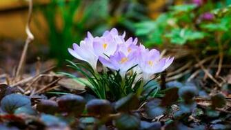 Spring Wallpaper Enjoy Think Auntie Dogma S