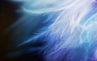 White Feather Closeup Wallpaper
