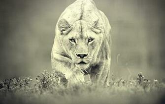 Lioness Wallpaper