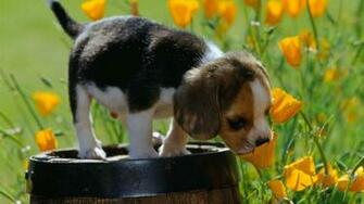 Hop Into Spring With Desktop Wallpaper For Springtime