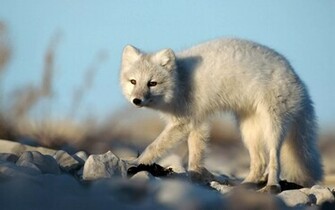 Tag Arctic Fox Wallpaper Background Photos Image And Pictures