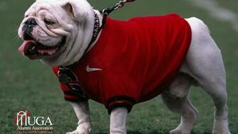 Uga Bulldog Go Dawgs Wallpaper HD