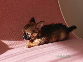 Chihuahua Puppy Wallpaper Pictures No